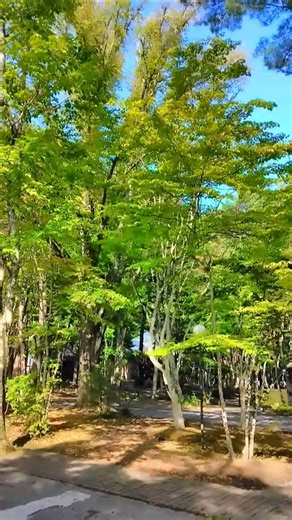 石の雰囲気が最高の教会#日本の風景#旅行 #自然#内村鑑三記念堂#星野リゾート #軽井沢