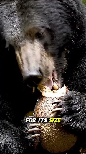Meet the World's Smallest Bear The Sun Bear!
