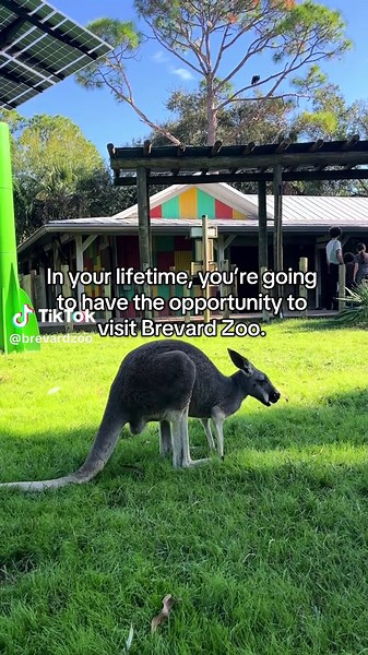 Explore Brevard Zoo: A Must-Visit Animal Adventure