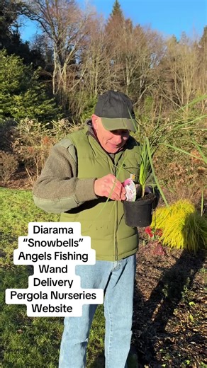 #add WEB-SHOP https://pergolanurseries.com Dierama Snowbells - ..tough Angels Fishing Wand with white nodding bells with a dark eye . Winter hardy tough . Flowers for months and lasts for years . Planting time is from now . Available in WEBSHOP https://pergolanurseries.ecwid.com Acer - Purple Fern Leaf Japanese Maple ‘Garnet’ on Stem happy in pots or sheltered spot in beds . Fern like purple foliage in summer and stunning autumn foliage colours. Planting time is from now . ALL IRELAND DELIVERY �