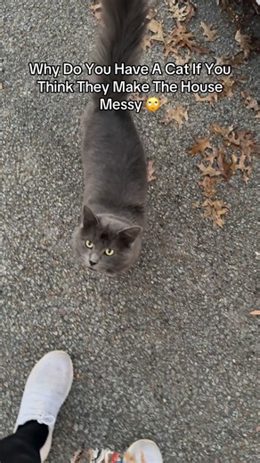 The KadyRoxz on Instagram: "It’s called being a sucker look it up 🙄 I don’t like litter tracking but I like him alive which he wouldn’t be if I’d released him back to the street or surrendered him to an overcrowded shelter… #cats #pets #adoptionstorytime"