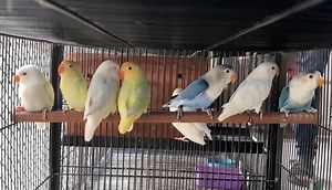 55K views · 1.2K reactions | Best breeding formula for all birds | lovebirds,budgies,cocktail breeding formula | breeding Natural Breeding Formula for birds in winter | ab 6,6 7,7 chicks aye gy | Breeding formula for birds | Mujeeb Birds breeding youtube | Facebook