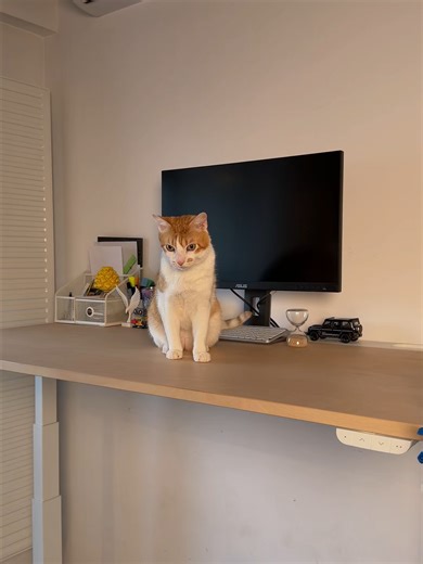 Ai de toate pentru toate felinele când alegi 🩷 gama Louisa de la PENNY. 🩷 Pentru că gusturile nu se discută, doar se mulțumesc. 🐾🤭🐈‍ #pennyromania #PENNY #Louisa