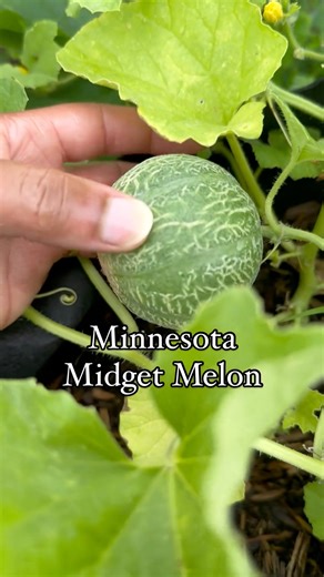 Growing Minnesota Midget melons in 10-gallon fabric grow bags—super easy and perfect for small spaces! These melons thrive in compact spaces and the fabric bags provide excellent drainage and root aeration. With regular watering and full sunlight, you can enjoy a bountiful harvest of sweet, juicy melons with minimal effort. #easygardening #minnesotamidgetmelon #freshfruits #growbaggardening #growingfromseeds #gardeninspo #summergarden #easycrops #containergardening #melon #cantaloupe #muskmelon 