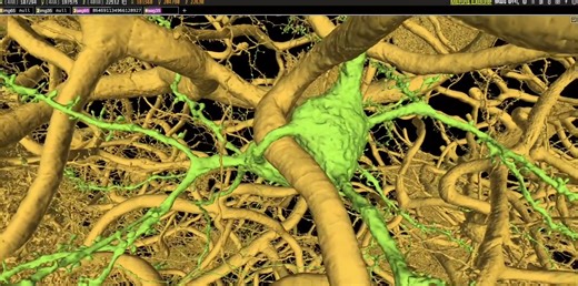 2K views · 43 reactions | Holy Soma Batman! You never know what you may find when you cruise our MICrONS Explorer, such as a blood vessel piercing the soma of a neuron! | Allen Institute | Facebook