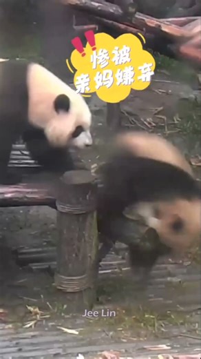 Naughty kids are too dirty! I was disliked by my mother Panda #Panda #Giant #Animal