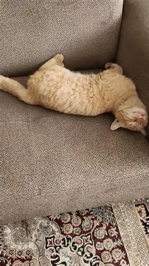 Thank you God for creating these beautiful creatures #kitten #petshub #cat #rabbit