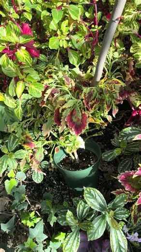 My seed starting mix, which becomes the transplant pot mix, is one part coconut coir or peat, one