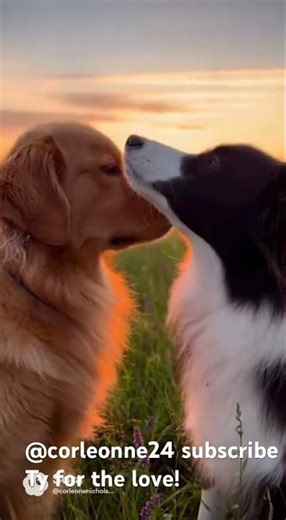 Dogs kissing love! #love #cute #cutedog #animals #happy#dog