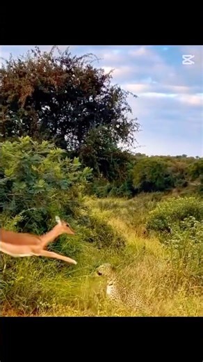 Cheetah vs Antelope: Lightning Fast Hunt in the Wild🐆 #trending #animals #animalshorts #gepard