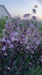 Plant Highlight 🌱🌱PENSTEMON DARK TOWERS’ #garden #cottagegarden #gardening