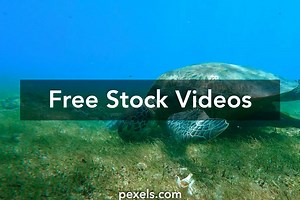 Turtle Eating Plastic Videos, Download The BEST Free 4k Stock Video Footage & Turtle Eating Plastic HD Video Clips