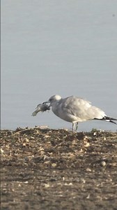 Ring-Billed Gull Swallows a HUGE Fish Whole! #shortsfeed