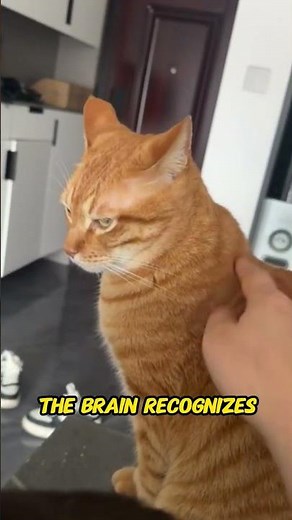 How Cats Learn Their Name | Can Cats Recognize Their Own Name?