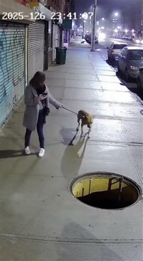 🐕⚠️ Dog Blocks Owner From Walking Into Open Manhole — Street CCTV