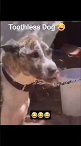 When Your Dog Has No Teeth But Still Acts Tough 🐶🤣