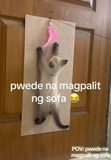 hahaha may scratch mat na kame bleh 😜 Daddyyyy bile na bago sofa 😂😂 P.S nasa showcase yan 😉 #scratchmatforcats #scratchpad #babyUno #catstory #kittentok