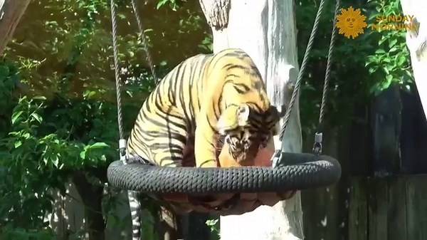 21K views · 3K reactions | On a new custom-built swing, London Zoo's Sumatran tiger cubs have been practicing their balance and jumping techniques ahead of International Tiger Day, this July 29. | CBS Sunday Morning | Facebook