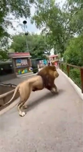 Lion Escapes Zoo in Front of Visitors 😱 #animals