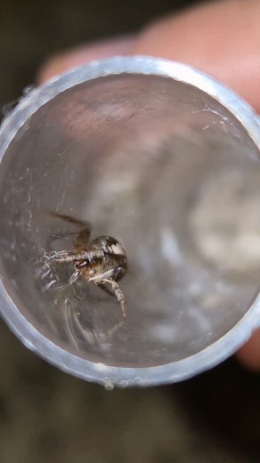 59K views · 65K reactions | Carebara Diversa #insects #fourmis #ants #antkeeping #animals #antfarm #nature #carebaradiversa | Alexfourmisoff | Facebook