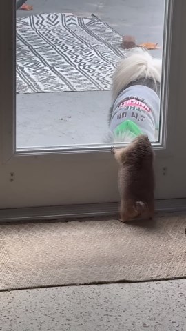 Poppy vs. Penelope: Prairie Dog vs. Pomsky Peek-a-Boo Battle