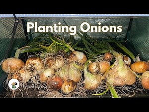 How to Plant Onion Starts, Step by Step | Grow Big Bulbs at Home