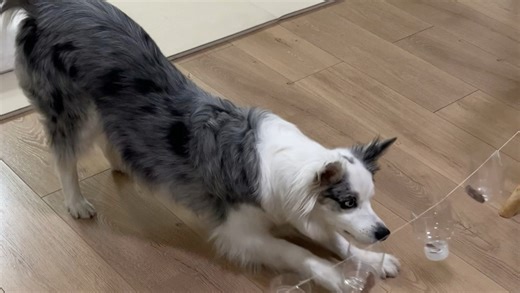 对小狗来说非常难的丰荣游戏啦