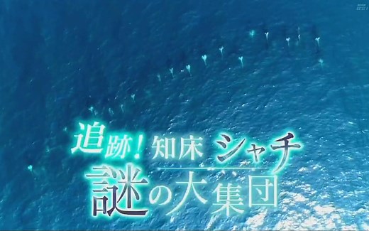 NHK BS1纪录片 知床 虎鲸-谜之大集团