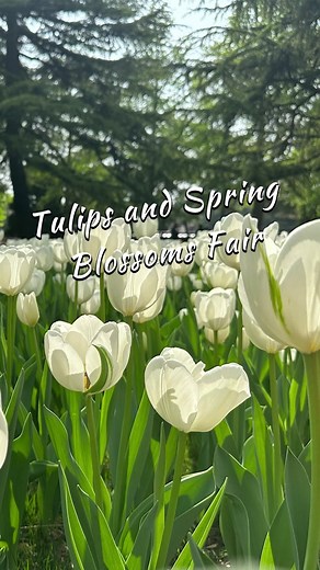 Discover Spring Beauty at Beijing's Zhongshan Park