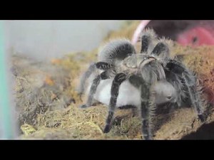Tarantula feeding mice (Albopilosum)