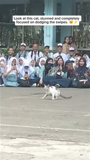 Stunned Cat Focused on Dodging the Swipes 😲🐾. cred : @winfunmedia #cat