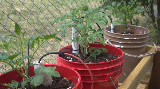 Skip the nursery pots: Why you should plant tomatoes in 5 gallon buckets
