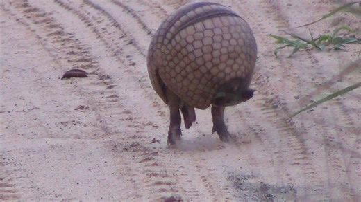 Brazilian armadillo rolls into protective ball.