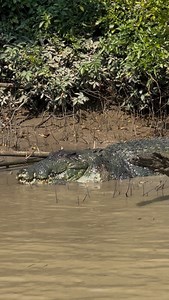 13K views · 2K reactions | Whatcha gonna do about it..!? Stumpy is a bloody button pusher, there’s no doubt about it. Look at him sideways and it’s on, the old fella loves a scrap. Stumpy is King  Saltwater Crocodile Northern Territory Australia | Wildman Adventures | Facebook