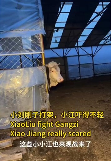 小刘刚子打架，小江吓得不轻 Xiao Liu Gangzi got into a fight, Xiao Jiang extremely frightened