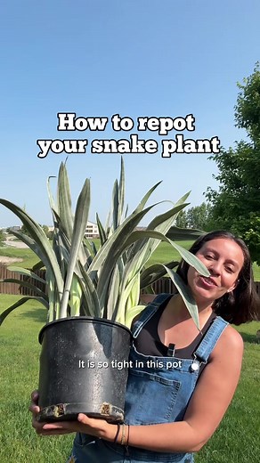 Snake Plant Care Tips for Easy Growth