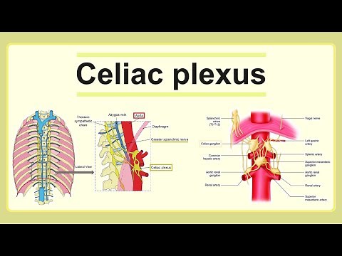 celiac plexus