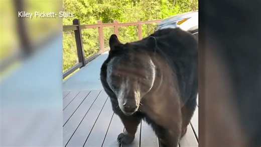 Visiting family comes face to face with bear inside Gatlinburg cabin