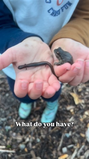 Amy || Playgrounds • Parks • Toddler Fun on Instagram: "A slender salamander and a pacific tree frog 🐸"