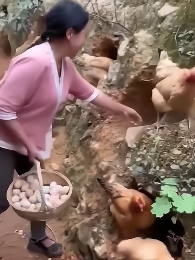 why Chinese people don_t use cage for chicken 🐔 #intristing#fact#informationfacts04 #fyp#viral#foryou#viral#foryou#fyp #LearnOnTikTok #viral #video #foryou #viral #video #foryou #new #interesting #information #amazing #facts#viralvideo #foryoupage#LearnOnTikTok #viral #video #foryou #viral #video #foryou #new #interesting #information #amazing #facts#viralvideo #foryoupage