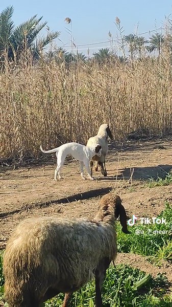 Goats Mating in a Scenic Rural Setting