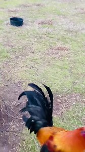 273K views · 6.4K reactions | 2 year old not for sale, this is what they look like when they grow up | Josh Duke - Duke Farms | Facebook