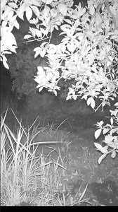 Real wild boar sound | Animal sounds captured on trail camera