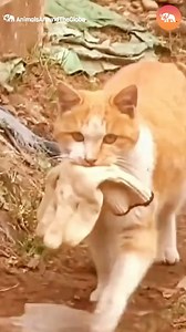 39K views · 1.8K reactions | 600 Gloves??!!勞Ever wonder what a cat would do with them? Find out in this claw-some tale of mystery and mischief! 理 #CuriousCat #MysterySolved | Cat Lovers | Facebook