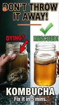 SAVE Your DYING Scoby Kombucha Rescue Guide