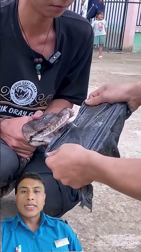 Python teeth #python #teeth #youtubeshorts