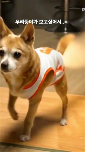 우리뚱이가 우리곁을 떠난지 1년이 다가오네#뚱아행복했다.#보고싶다#강아지