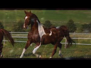 Musical Bohemios ...En vivo