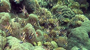 Endemic Banggai Cardinalfish (Pterapogon Kauderni), Symbiosis with anemone
