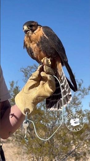 This Falcon Sounds Adorable, But It’s a Stone-Cold Predator #Birds #falcon
